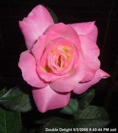 'Double Delight ®' rose, click to enlarge 'Double Delight ®' rose photo