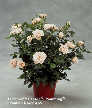 'Harmony Parade' rose photo