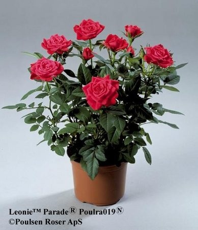 'Leonie Parade' rose photo
