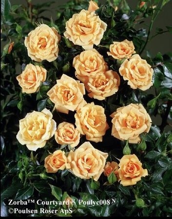 'Zorba ™' rose photo