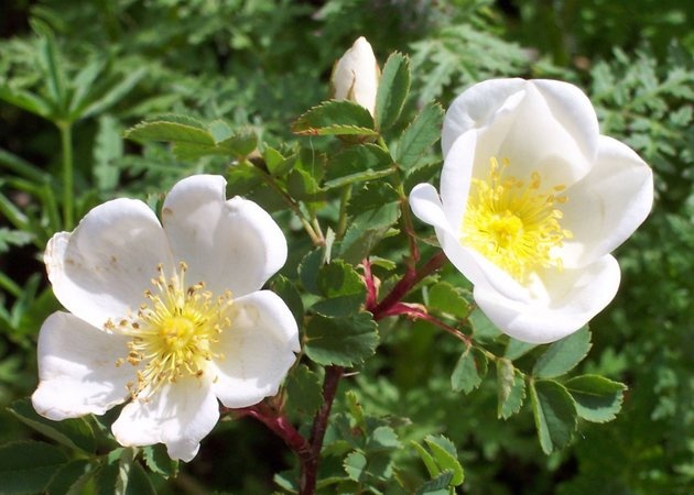 '<i>Rosa spinosissima</i> L.' rose photo