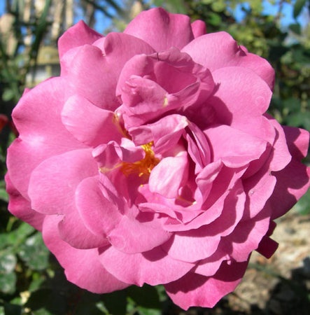'Audrey's Rose' rose photo