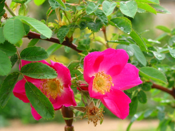 '<i>Rosa acicularis</i> var. <i>nipponensis</i> (Crép.) Koehne' rose photo