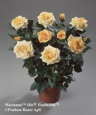 'Marianne Hit ®' rose photo