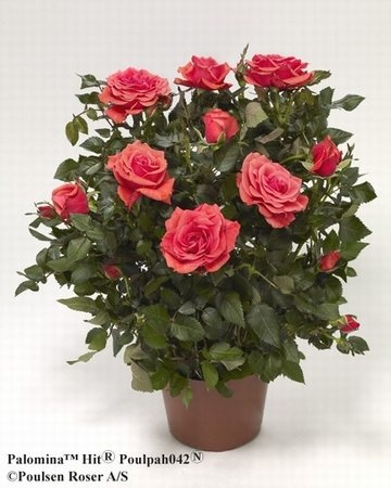 'Palomina Hit ®' rose photo