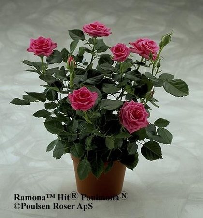 'Ramona Hit ®' rose photo