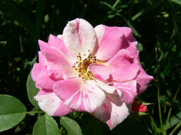 'Calypso (climber, Poulsen, 1998)' rose photo
