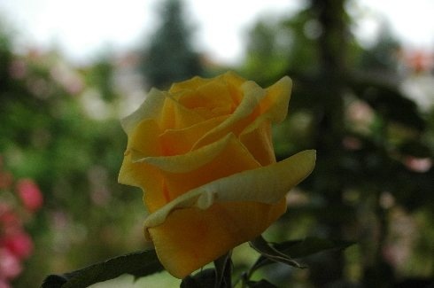 'Gruss an Ebingen' rose photo