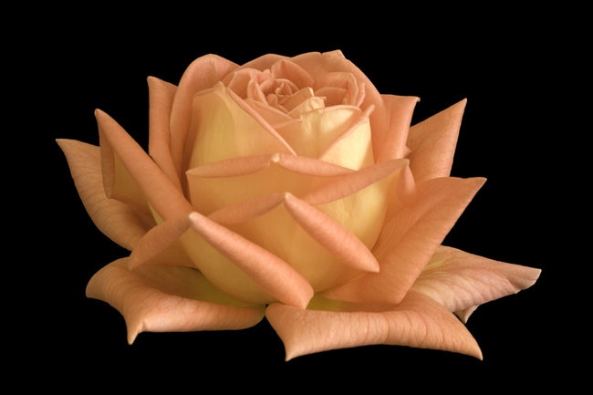 'Rae Dungan' rose photo