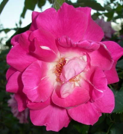 'Winifred Coulter Cl.' rose, click to enlarge 'Winifred Coulter Cl.' rose photo