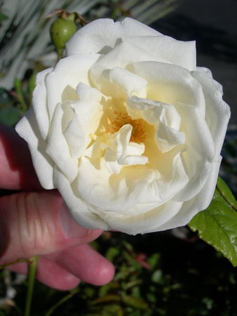 'Ducher' rose photo