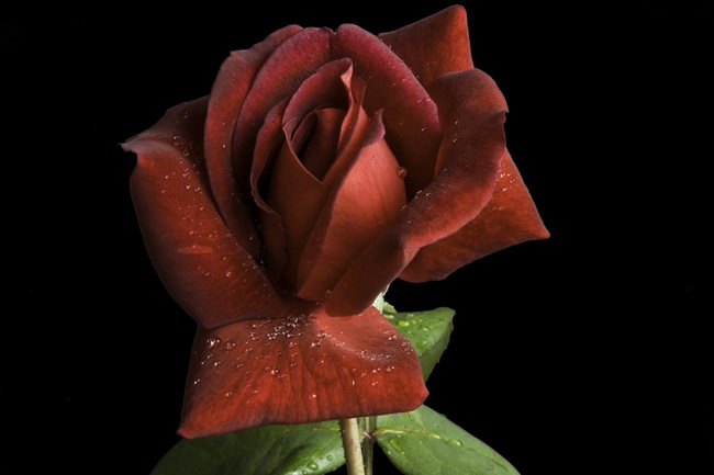 'Black Velvet' rose photo