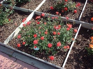 'Tiny Petals' rose photo