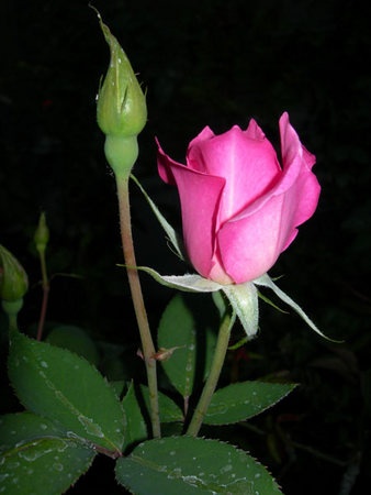 'Riverbanks' rose photo