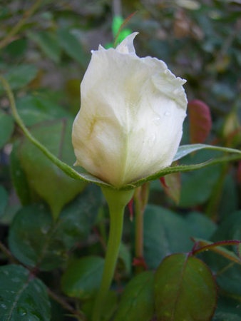 'SAXLB3' rose photo