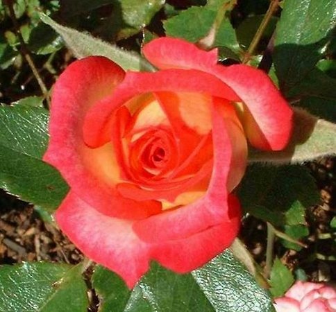 'Rosy Dawn (miniature, Bennett, 1982)' rose photo