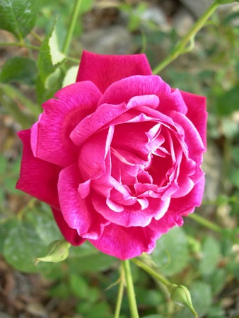 'Cherry Drop' rose photo