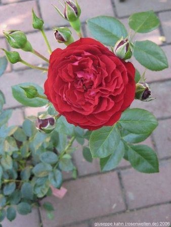 'Belkanto' rose photo