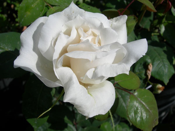 'SAXLB3' rose photo