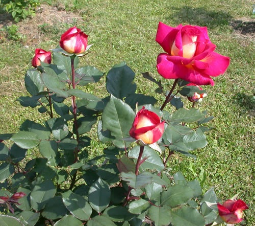 'Bolshoï ® (hybrid tea, Meilland, 1996)' rose photo