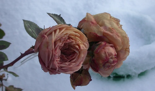 'Pastella ® (floribunda, Evers/Tantau, 1998)' rose photo