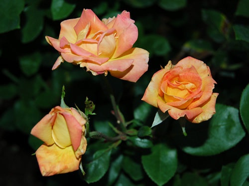 'Paul Cézanne ®' rose photo