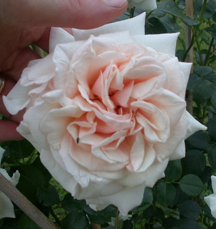 'Penny Lane (climber, Harkness, 1998)' rose photo