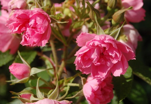'Pink Grootendorst' rose photo