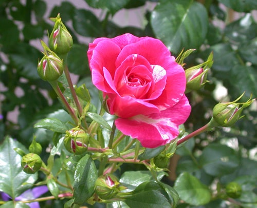'Twist ™ (cl. patio, Olesen, 1993)' rose photo