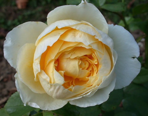 'Yellow Charles Austin ®' rose photo