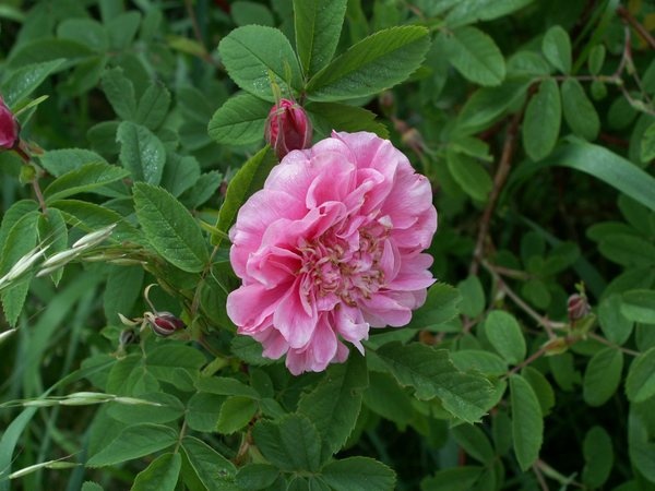'<i>Rosa cinnamomea</i> var. <i>plena</i> Regel' rose photo