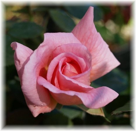 'Kilkea Castle' rose photo