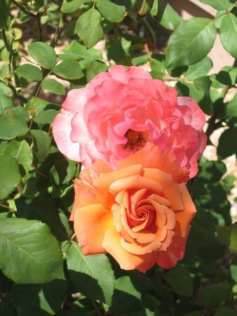 'Tuscan Sun ™' rose photo