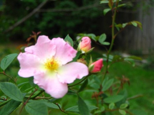 'Heideröslein (Lambertiana, Lambert, 1932)' rose photo