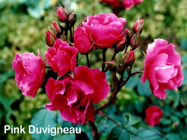 'Pink Duvigneau' rose photo