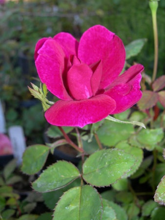 'CHSL1' rose photo