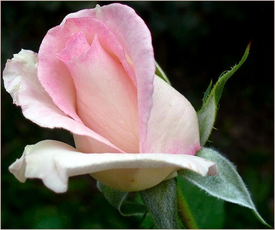 'Our Rosamond' rose photo
