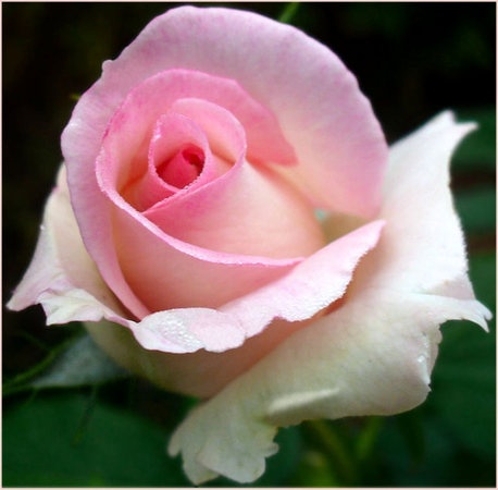 'Our Rosamond' rose photo