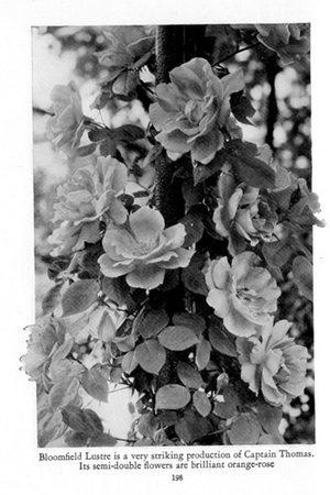 'Bloomfield Lustre' rose photo