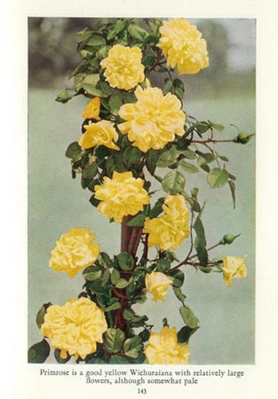 'Primrose (hybrid wichurana, Barbier, 1929)' rose photo