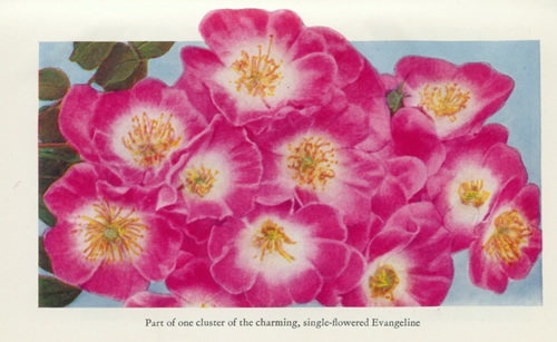 'Evangeline (hybrid wichurana, Walsh, 1906)' rose photo