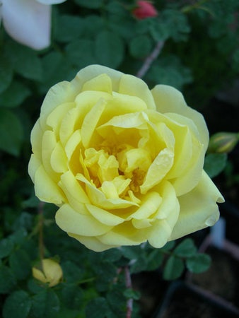 '<i>Rosa alabukensis</i> Tkatsch 'Flore-Pleno'' rose photo