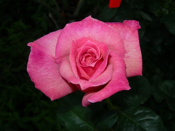 'Peachblow (HT. Coddington before 1938)' rose photo