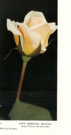 'Lady Greenall' rose photo