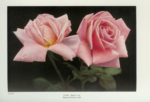 'Lyon (pernetiana, Ducher, 1905)' rose photo