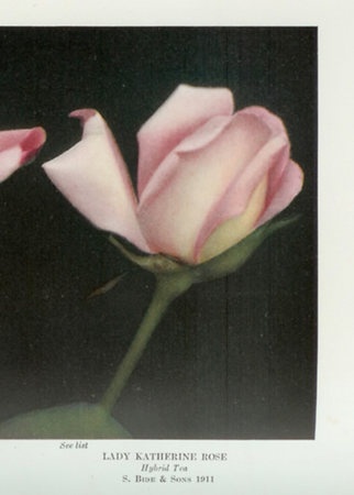 'Lady Katherine Rose' rose photo
