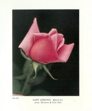 'Lady Ashtown' rose photo