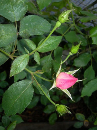'ARMXLB6' rose photo