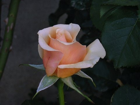 'Royal Parks' rose photo