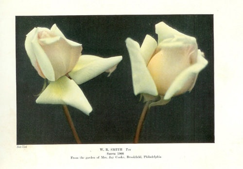'W. R. Smith' rose photo